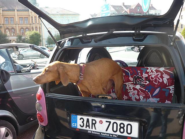 Vizsla ve své "boudičce".