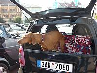 Vizsla ve své "boudičce".